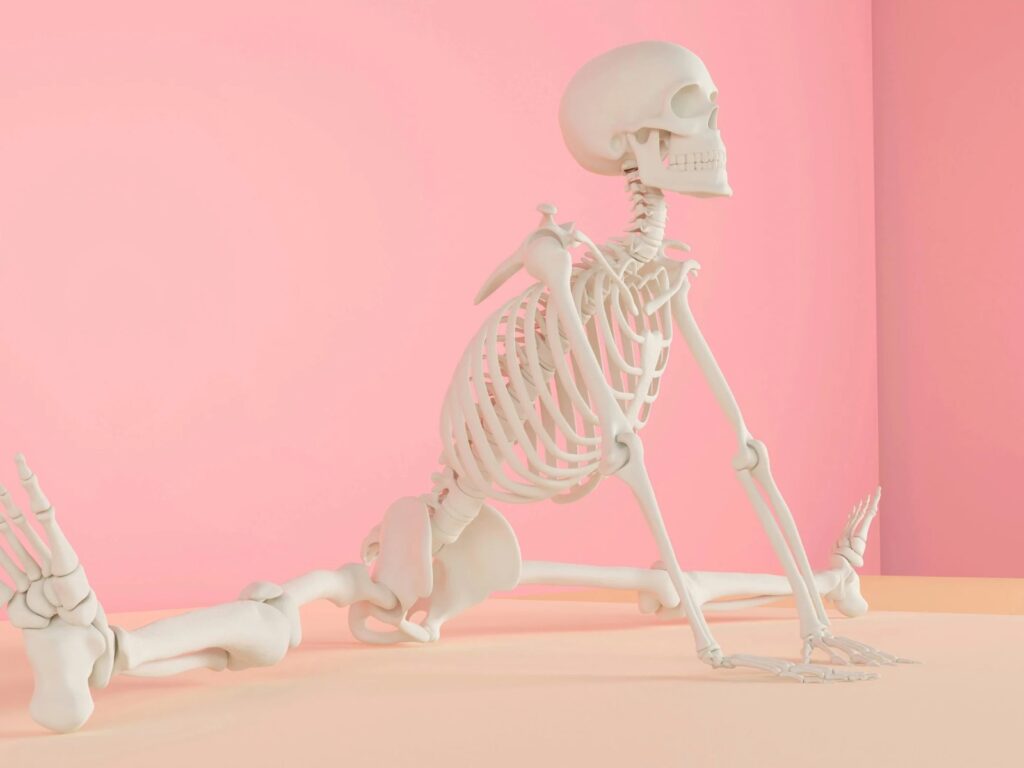全身の骨模型